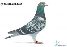 PL-0174-22-2436