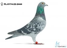 PL-0174-22-2444