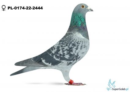 PL-0174-22-2444