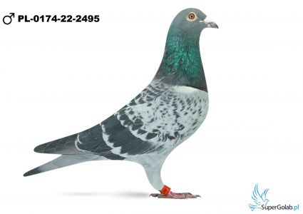 PL-0174-22-2495