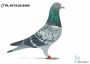 PL-0174-22-2495
