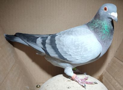 PL-0174-23-7095 (M. Pawul) - samiec