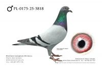 PL-0175-25-5818: Piotr Rydlewski