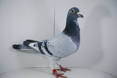 PL-0176-17-2221 Org. Marciszewscy