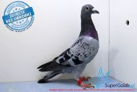 PL-0176-17-6064