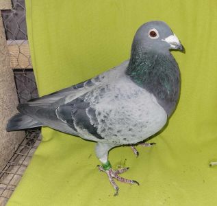 PL-0176-18-2583 ORG. D. Marciszewski