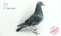 PL-0176-19-1190