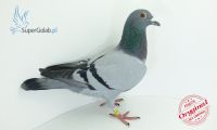 PL-0176-19-3352