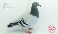 PL-0176-19-3354