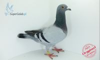 PL-0176-19-3368