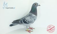 PL-0176-19-3369