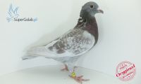 PL-0176-19-3378