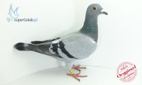 PL-0176-19-3382