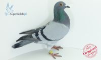 PL-0176-19-3390