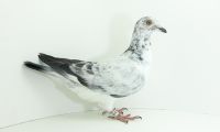 PL-0176-20-4414