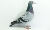 PL-0176-20-4427