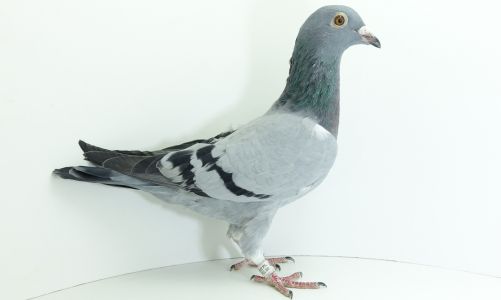 PL-0176-20-4432
