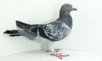 PL-0176-20-4434