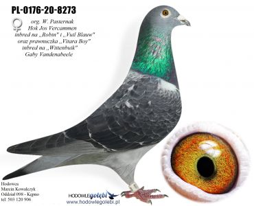 PL-0176-20-8273 - 100 % Vercammen