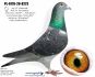 PL-0176-20-8273 - 100 % Vercammen