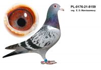 PL-0176-21-8159 org. E. D Marciszewscy