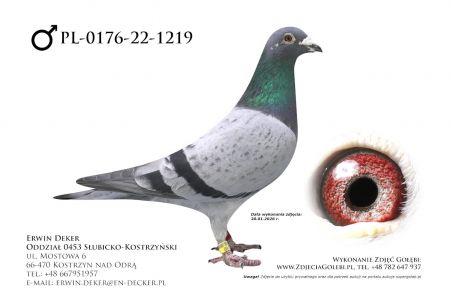 PL-0176-22-1219 - samiec