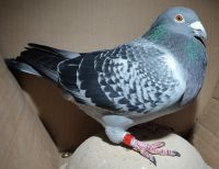 PL-0176-22-1235 (E.D. Marciszewscy) - samiec