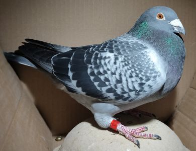 PL-0176-22-1235 (E.D. Marciszewscy) - samiec