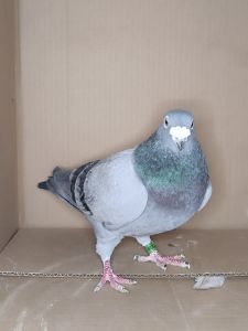 PL 0176-23-12236 Inbred na dobre lotniczki 9konk. roczna, 10 konk. 2 letnia