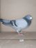 PL 0176-23-12236 Inbred na dobre lotniczki 9konk. roczna, 10 konk. 2 letnia