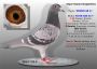 PL 0176-23/25-12353 Prange/Koopman Inbred na siostrę 