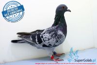 PL-0177-17-2333