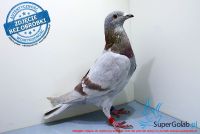 PL-0177-17-5901