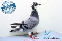 PL-0177-17-5923