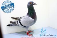 PL-0177-17-5929