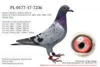 PL-0177-17-7236