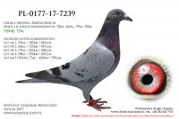 PL-0177-17-7239