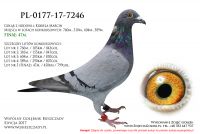 PL-0177-17-7246