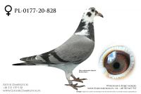 PL-0177-20-828 - prawdopodobnie samiczka