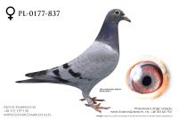 PL-0177-20-837 - prawdopodobnie samiczka