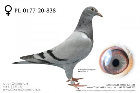 PL-0177-20-838 - prawdopodobnie samiczka