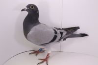 PL-0177-21-4895 wnuK DARK STAR inbred NL-246