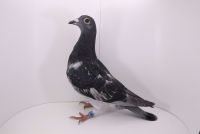 PL-0177-21-4907 wnuk New Pitbul, wnuk Dark Flame, wnuk DARK STAR