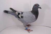 PL-0177-21-4917 wnuczka 'MAXIMA
