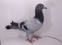 PL-0177-21-4921 wnuk Prange 1251