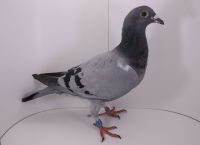 PL-0177-21-4923 wnuczka Miss Chipo 100, Prange 1251