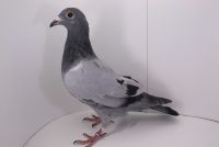 PL-0177-21-4925 wnuczka PIRAT, LIKE KITTEL