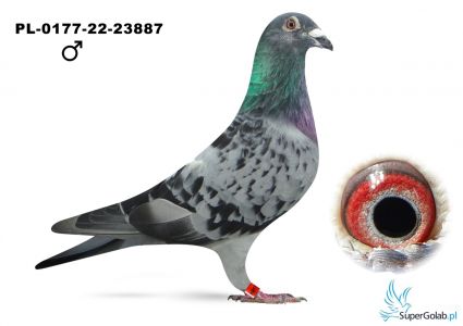 PL-0177-22-23887