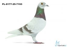 PL-0177-25-7193 1 OKRĘG KIELCE 