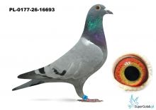 PL-0177-26-16693